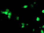 Nudel Antibody in Immunocytochemistry (ICC/IF)