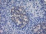 IFI35 Antibody in Immunohistochemistry (Paraffin) (IHC (P))