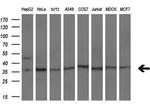 IFI35 Antibody in Western Blot (WB)