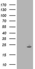 IFI35 Antibody in Western Blot (WB)