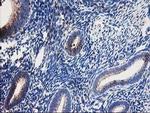 DLD Antibody in Immunohistochemistry (Paraffin) (IHC (P))