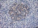 DLD Antibody in Immunohistochemistry (Paraffin) (IHC (P))