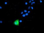 ANAPC2 Antibody in Immunocytochemistry (ICC/IF)