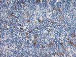 ANAPC2 Antibody in Immunohistochemistry (Paraffin) (IHC (P))