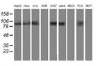 ANAPC2 Antibody in Western Blot (WB)
