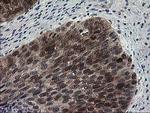 HSPBP1 Antibody in Immunohistochemistry (Paraffin) (IHC (P))