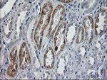 CCM2 Antibody in Immunohistochemistry (Paraffin) (IHC (P))