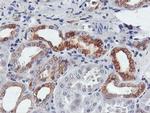 FDFT1 Antibody in Immunohistochemistry (Paraffin) (IHC (P))