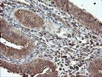 PNPO Antibody in Immunohistochemistry (Paraffin) (IHC (P))