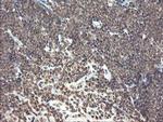 PNPO Antibody in Immunohistochemistry (Paraffin) (IHC (P))