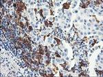 GBP1 Antibody in Immunohistochemistry (Paraffin) (IHC (P))