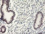 GTF2F1 Antibody in Immunohistochemistry (Paraffin) (IHC (P))