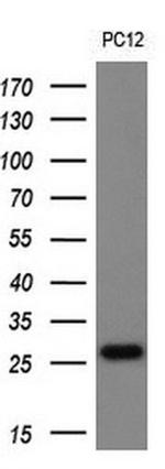 TMED1 Antibody in Western Blot (WB)