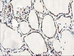 Latexin Antibody in Immunohistochemistry (Paraffin) (IHC (P))