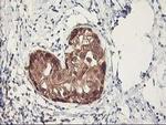 RbAp46 Antibody in Immunohistochemistry (Paraffin) (IHC (P))