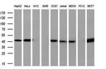 SIRT6 Antibody in Western Blot (WB)