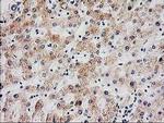 SERPINB13 Antibody in Immunohistochemistry (Paraffin) (IHC (P))