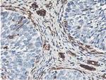 Latexin Antibody in Immunohistochemistry (Paraffin) (IHC (P))