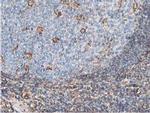 Latexin Antibody in Immunohistochemistry (Paraffin) (IHC (P))