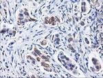 HARS2 Antibody in Immunohistochemistry (Paraffin) (IHC (P))