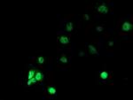 RbAp46 Antibody in Immunocytochemistry (ICC/IF)