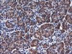 Heme oxygenase 2 Antibody in Immunohistochemistry (Paraffin) (IHC (P))