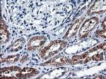 Heme oxygenase 2 Antibody in Immunohistochemistry (Paraffin) (IHC (P))