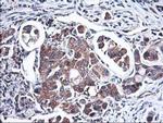 Heme oxygenase 2 Antibody in Immunohistochemistry (Paraffin) (IHC (P))