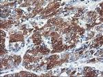 CYP2C9 Antibody in Immunohistochemistry (Paraffin) (IHC (P))