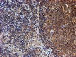 HARS2 Antibody in Immunohistochemistry (Paraffin) (IHC (P))