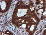 HARS2 Antibody in Immunohistochemistry (Paraffin) (IHC (P))