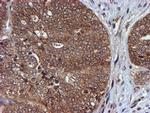 HARS2 Antibody in Immunohistochemistry (Paraffin) (IHC (P))