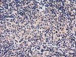 HARS2 Antibody in Immunohistochemistry (Paraffin) (IHC (P))