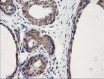 HARS2 Antibody in Immunohistochemistry (Paraffin) (IHC (P))