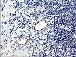 CENPH Antibody in Immunohistochemistry (Paraffin) (IHC (P))