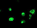 CD249 Antibody in Immunocytochemistry (ICC/IF)