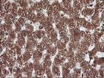 KVbeta1 (KCNAB1) Antibody in Immunohistochemistry (Paraffin) (IHC (P))