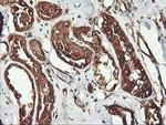 KVbeta1 (KCNAB1) Antibody in Immunohistochemistry (Paraffin) (IHC (P))