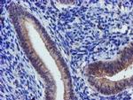 KVbeta1 (KCNAB1) Antibody in Immunohistochemistry (Paraffin) (IHC (P))