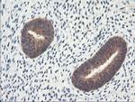 NLN Antibody in Immunohistochemistry (Paraffin) (IHC (P))