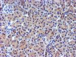 DGKA Antibody in Immunohistochemistry (Paraffin) (IHC (P))