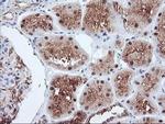 PSMA4 Antibody in Immunohistochemistry (Paraffin) (IHC (P))