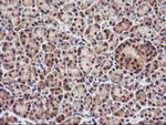 PSMA4 Antibody in Immunohistochemistry (Paraffin) (IHC (P))