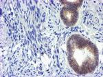 GSTO2 Antibody in Immunohistochemistry (Paraffin) (IHC (P))