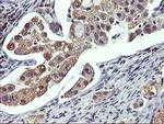 GSTO2 Antibody in Immunohistochemistry (Paraffin) (IHC (P))