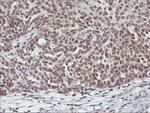 RNF113B Antibody in Immunohistochemistry (Paraffin) (IHC (P))