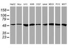 RNF113B Antibody in Western Blot (WB)