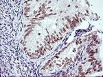 RNF113B Antibody in Immunohistochemistry (Paraffin) (IHC (P))