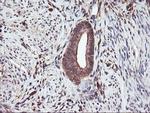 SERPINB6 Antibody in Immunohistochemistry (Paraffin) (IHC (P))