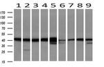 SERPINB6 Antibody in Western Blot (WB)
